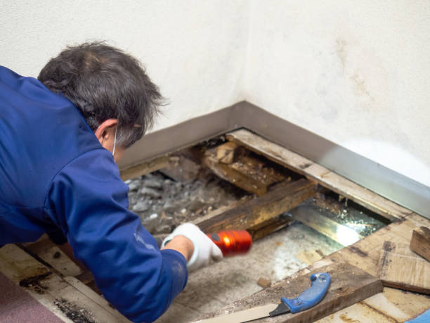 Professional Mold Remediation in Gurnee, IL
