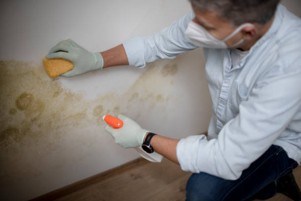 Best Black Mold Remediation in Gurnee, IL