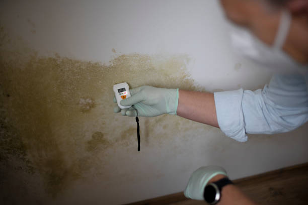 Best Residential Mold Remediation in Gurnee, IL