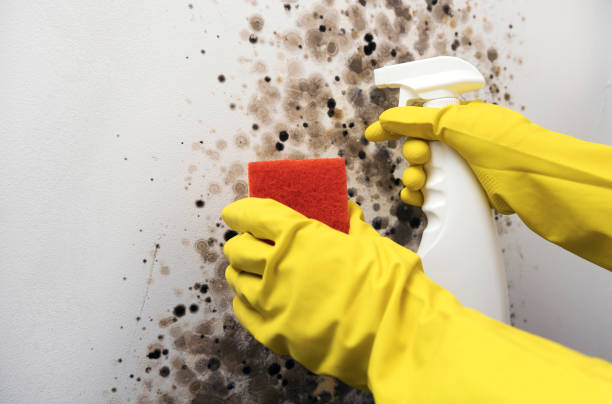 Best Bathroom Mold Remediation in Gurnee, IL