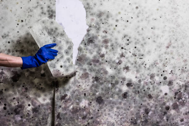 Best Residential Mold Remediation in Gurnee, IL